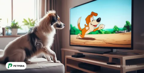 Evde televizyona bakan köpek