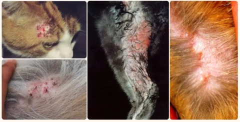 Deri alerjisi olmuş kedi resimleri