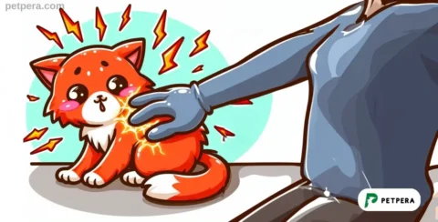 Kediye dokunum elektrik çarpılan bir insan