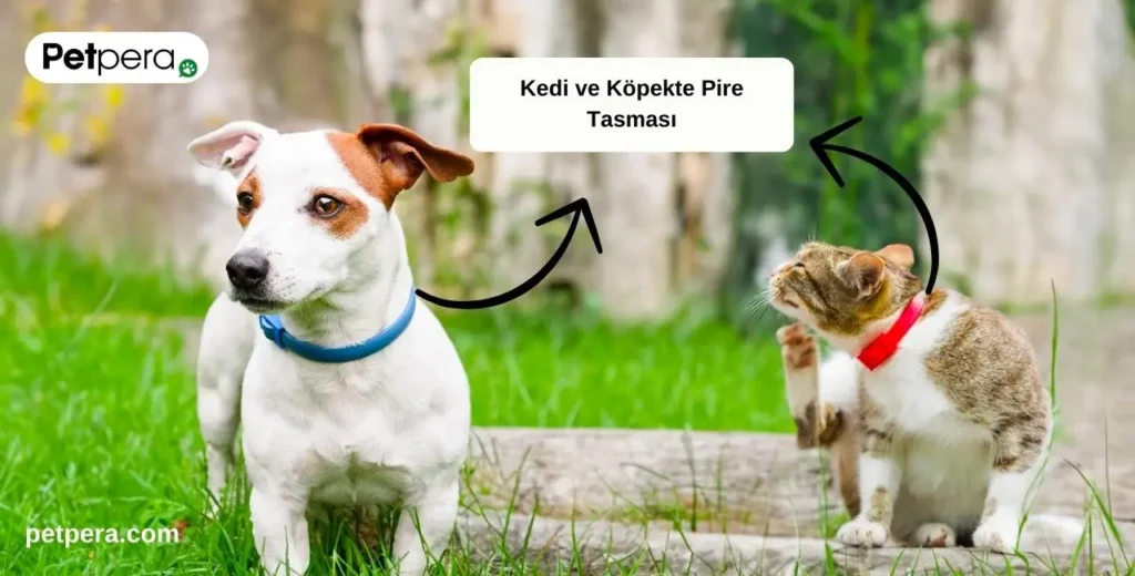 Pire tasması takmış kedi ve köpek