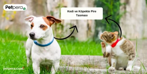 Pire tasması takmış kedi ve köpek