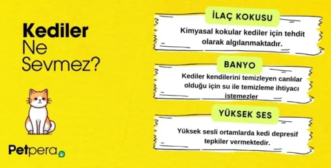 Kedilerin sevmediği 3 şey