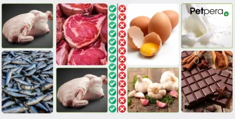 Kediler için sağlıklı ve sağlıksız yiyecekelr