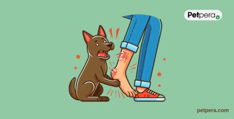 Bacak ısıran köpek