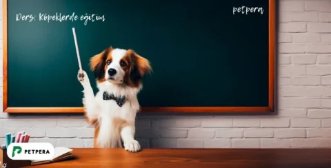 Tahtaya kalkmış bir köpek eğitim veriyor.