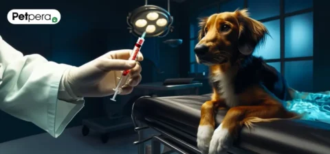 Ötanazi olacak köpek doktorun elindeki şırıngaya bakıyor.