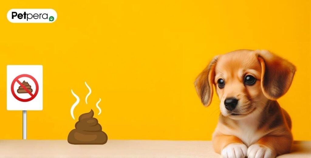 Köpeklerde dışkı yeme (kaprofaji)