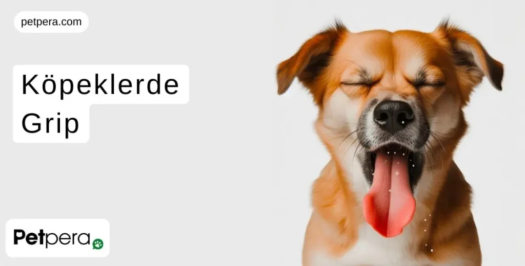 Grip olmuş bir köpek hapşuruyor