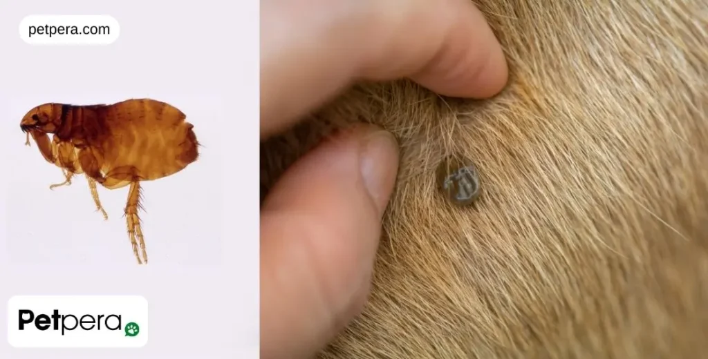 Köpek tüyleri arasında pire ve pirenin yakından fotoğrafı.