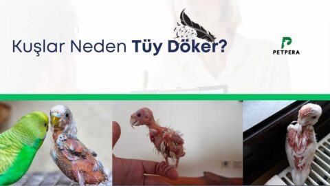 Tüyleri dökülmüş kuşlara ait 3 görselli kolaj