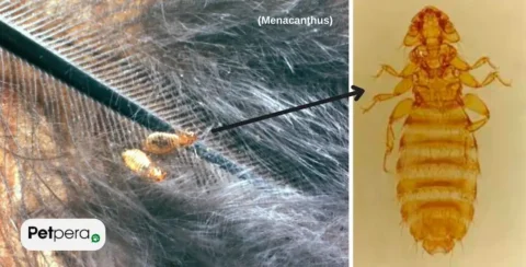 Muhabbet Kuşu Bitinin Resmi