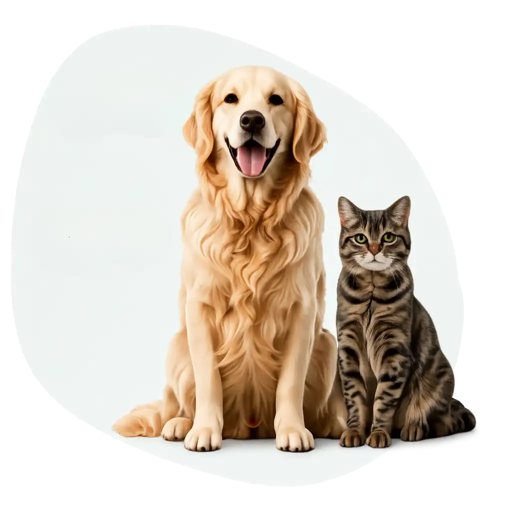Köpek ve kedi
