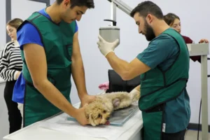 Monavet Veteriner Kliniği fotoğrafı