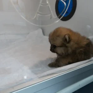 Tarabya Petcare Veteriner Muayenehanesi