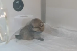 Tarabya Petcare Veteriner Muayenehanesi fotoğrafı