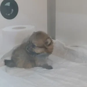 Tarabya Petcare Veteriner Muayenehanesi